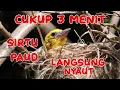 Download Lagu Pancingan Sirtu Paud Jamin Nyaut‼️SCK Sadulur Cipoh Karawang