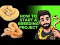 HOW TO START A BALL PYTHON BREEDING PROJECT WITH JUST A FEW SNAKES