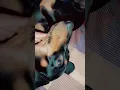 Download Lagu Rottweiler 🐕 🐶 dog  janwaro per bharosa kiya ja sakta h ensaano per nhi sad status 😣#shorts