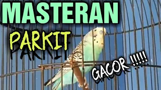 Download Masteran Burung PARKIT GACOR !! || Owner : @cpy_sufyan2 MP3