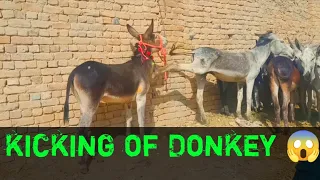 kicking of donkey ass with donkeys desi donkeys meeting of donkey desi animal life 