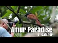 Amazing AMUR PARADISE FLYCATCHER at Dusk | Bidadari Park Singapore Birding 