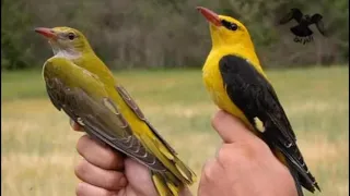 صوت طائر الصفاري بأعلى جوده دندنها