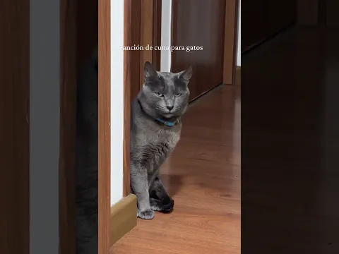 Canciones de cuna para gatos