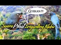 Download Lagu Suara burung Srigunting abu-abu ( Goekan pikat )