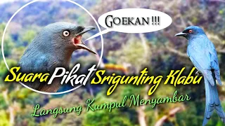 suara burung srigunting abu abu goekan pikat 