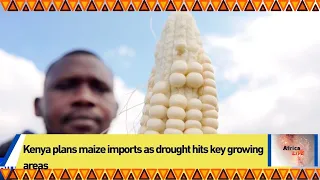 Kenya plans maize imports as drought hits key growing areas