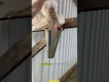 Download Lagu Cara Praktis Sembelih Ayam Tanpa Takut Kabur!