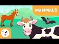 Mammals for kids - Vertebrate animals
