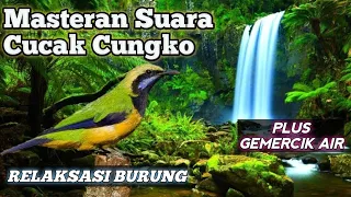 Download CUCAK CUNGKO ISTIMEWA FULL TEMBAKAN RAPAT + SUARA GEMERCIK AIR AGAR BURUNG TENANG SAAT PEMASTERAN MP3