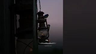 آهنگ دل نداره گناهی سوسن 