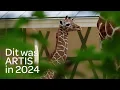 Download Lagu ARTIS bracht in 2024 natuur dichterbij