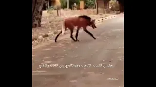 حيوان الشيب الغريب الذي ظهر يهاجم بهائم الناس 