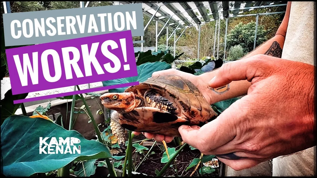 Rarest Box Turtles in the World!