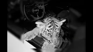 سوبريم دادي Daddy  سوبريم دادي Daddy