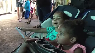 A Visit to Phoenix Zoo