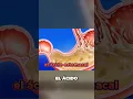 Download Lagu ESTO ELIMINARA LA ACIDEZ ESTOMACAL Y EL REFLUJO DE ACIDO