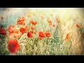 Mary Anne Robertson Abid Livestream