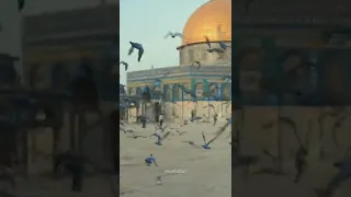 فيك هذا القلب هام القدس 