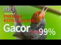 Download Lagu Suara Pikat Burung Prenjak Kepala Merah