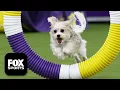 Best of 2026 Masters Agility Championship Westminster Dog Show