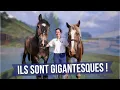 I DRIVE A CARRIAGE WITH 900KG HORSES