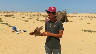 صيد طائر مرعة الغيط طائر المرعة الصياد السيناوي  الصيد  الصياد السيناوي دندنها