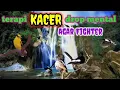 Download Lagu terapi KACER drop Mental,mbagong,bahan,trotolan,macet bunyi,supaya jadi gacor,m kn
