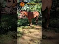 Horses in heaven   Randy Travis