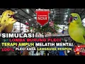 SIMULASI LOMBA BURUNG PLECI || TERAPI AMPUH MELATIH MENTAL PLECI JADI FIGHTER