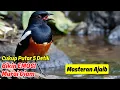 Download Lagu Murai Batu Gacor Penuh Isian: Pancingan Agar Murai Batu Menjadi Lebih Gagah