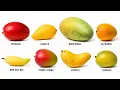 All the Mangoes You Never Knew Explained