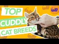 TOP 8 Most Affectionate Cat Breeds