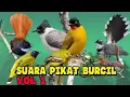SUARA PIKAT BURUNG RIBUT sudah ter uji di spot perkebunan dan hutan Vol 1