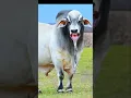 Download Lagu cow videos / cow video / COW /COW COW / cow dance / cow song / cow cartoon / COWS