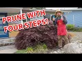 How to prune a Japanese maple Transform to a Niwaki with these four bonsai pruning techniques