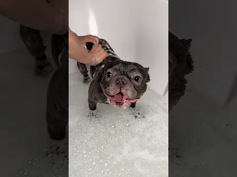 День Spa для французского бульдога🛀
