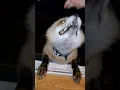 Download Lagu Finnegan Fox jumps through the window