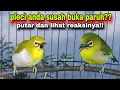 Download Lagu Pleci Bustomi Gacor + Pleci Ngecir,Perangsang Pleci Bahan Cepat Gacor