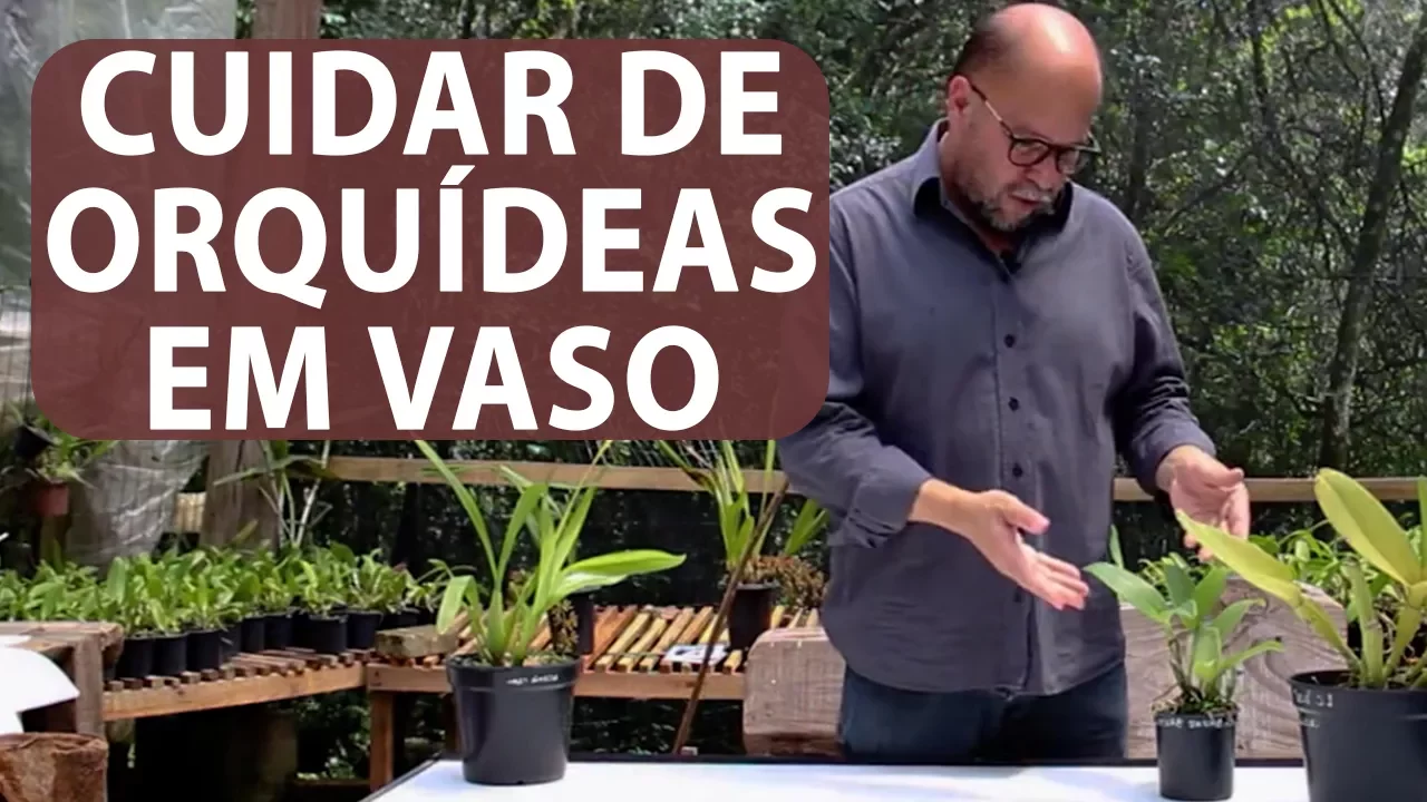 COMO CUIDAR DE ORQUIDEAS EM VASO