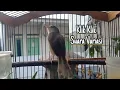Download Lagu prenjak klik klik gacor, cukup sekali putar prenjak klik nyaut