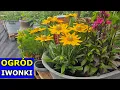 Download Lagu Ogród na Paletach na Balii. Stare Konewki, Kanki na Mleko. Piękne Byliny, Hortensje. Kwiatki Iwonki.