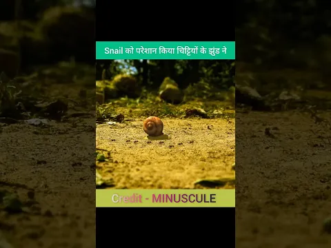 snail को परेशान किया चिट्टियों के झुंड ने 😤 #shorts @MRINDIANHACKER @CrazyXYZ