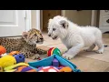 Download Lagu Cutest Duo | Cheetah Cub With White Lion Cub 💗