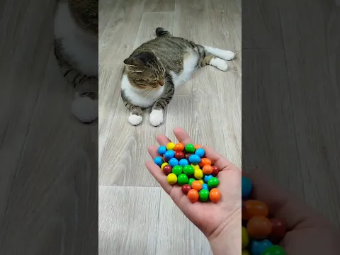 Cat Barsik 🌈 Marbles 🗿🔵 Reverse video #marblerunandmore #cat #reverse