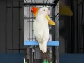 Download Lagu Albino/Ino//B2 Male in Massive Size Mashallah 🥰 #bird #parrot #lovebirds #albino #blue2