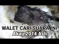 Akau 2014 Asli.  Suara walet terbaik untuk Rbw baru ON
