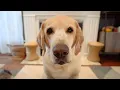 Softest Barking Labrador
