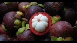 Mangosteen Benefits. 