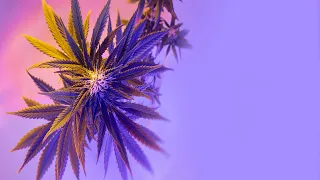 juice wrld the light lyrics video 